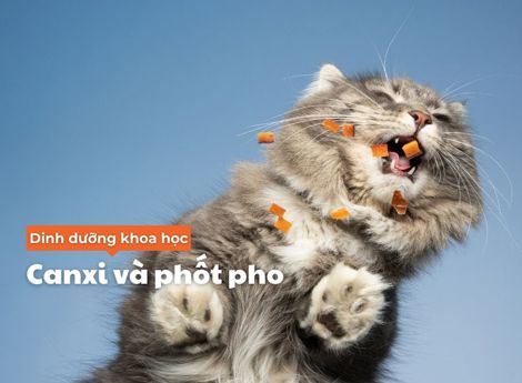 Dinh dưỡng khoa học: canxi và phốt pho trong thức ăn cho mèo 