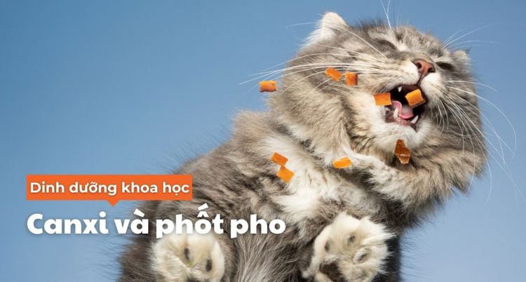Dinh dưỡng khoa học: canxi và phốt pho trong thức ăn cho mèo 