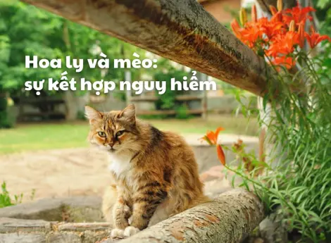 Hoa ly và những chú mèo tò mò: sự kết hợp nguy hiểm