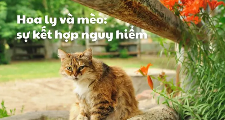 Hoa ly và những chú mèo tò mò: sự kết hợp nguy hiểm