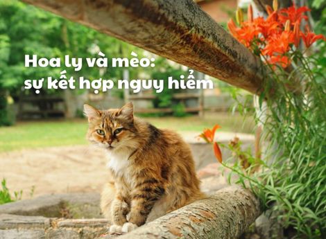 Hoa ly và những chú mèo tò mò: sự kết hợp nguy hiểm 