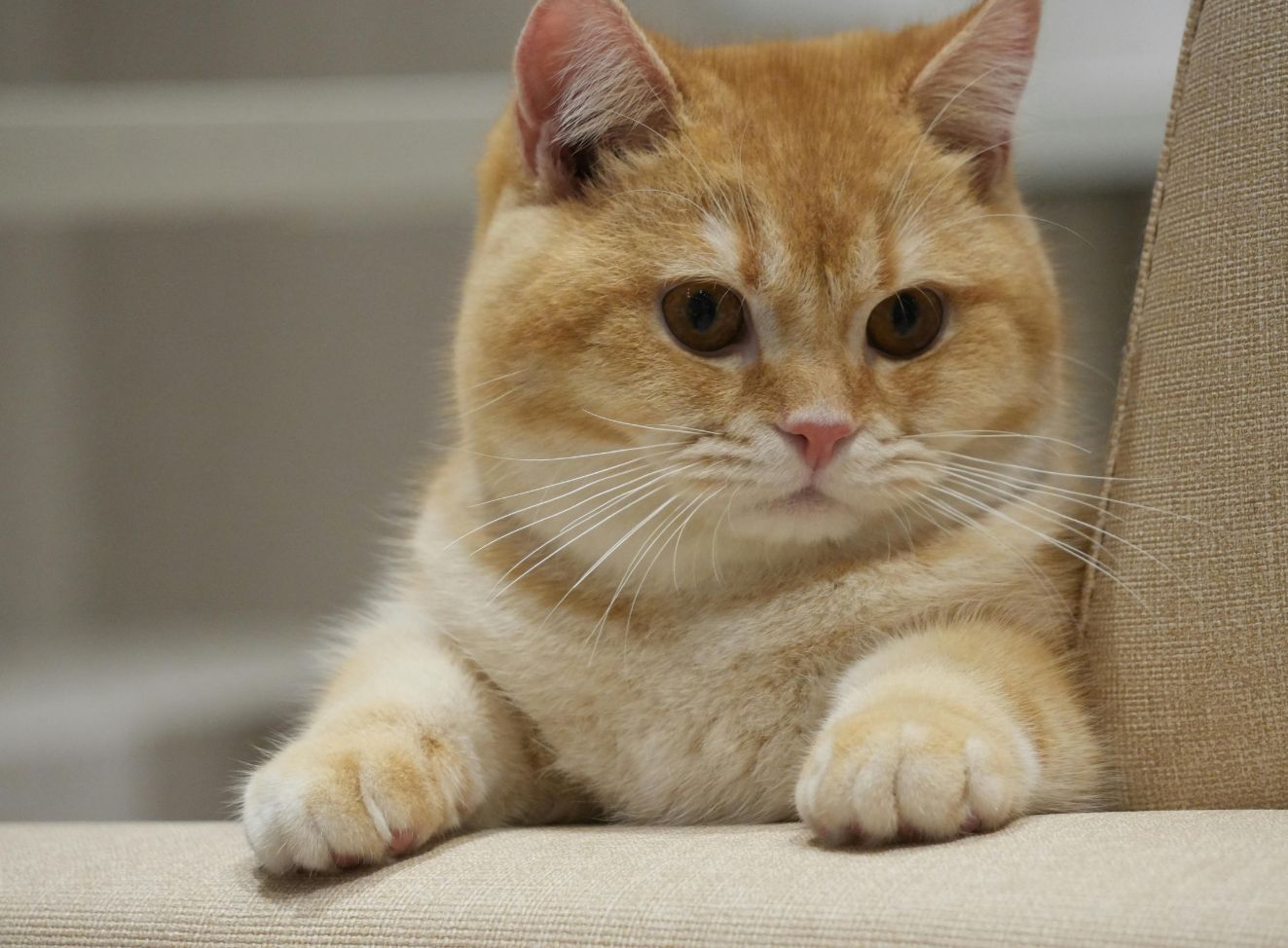 Hướng dẫn chọn thức ăn cho mèo Anh lông ngắn (British Shorthair)