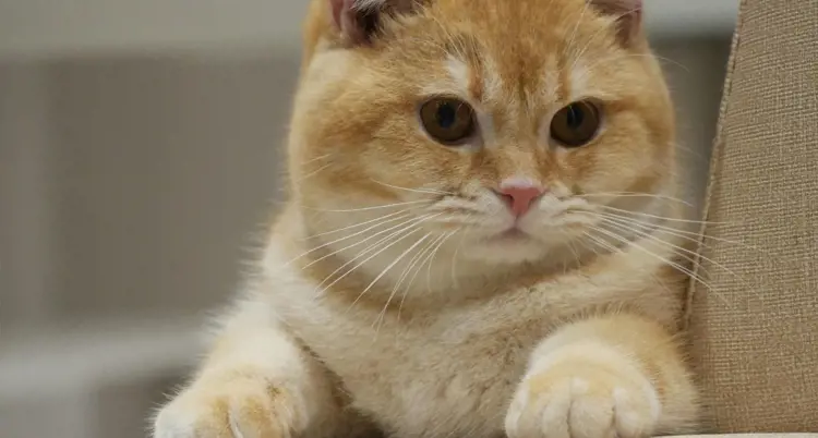 Hướng dẫn chọn thức ăn cho mèo Anh lông ngắn (British Shorthair)