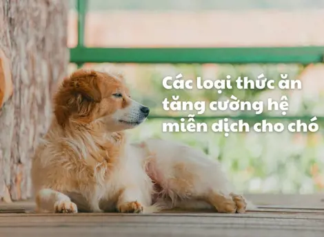 Chế độ ăn giúp cải thiện hệ thống miễn dịch cho chó