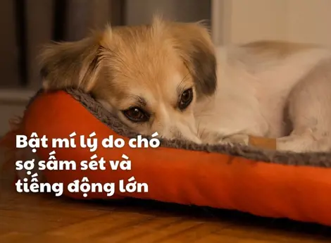 Bật mí lý do chó sợ sấm sét và tiếng động lớn