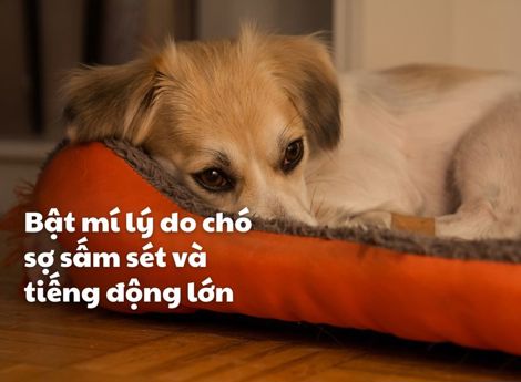 Bật mí lý do chó sợ sấm sét và tiếng động lớn