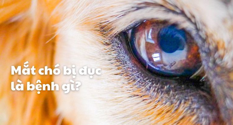 Bệnh đục mắt ở chó: nguyên nhân, triệu chứng và cách điều trị
