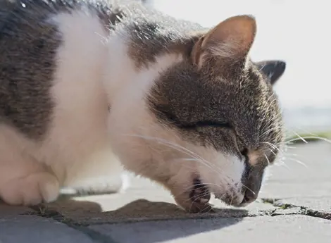 Vì sao mèo bị nôn? Nguyên nhân và cách chăm sóc đơn giản nhất