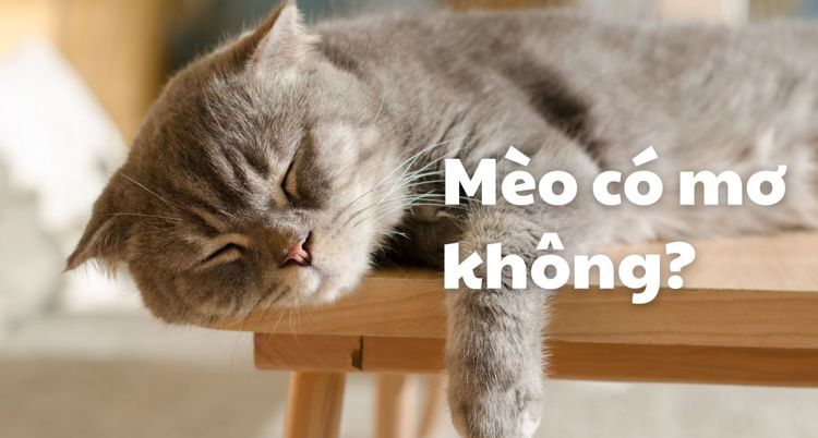 Mèo có mơ không? Tìm hiểu tất tần tật về giấc mơ của mèo