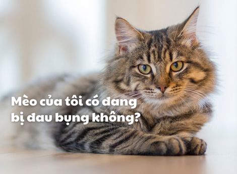 Mèo có bị đau bụng không?