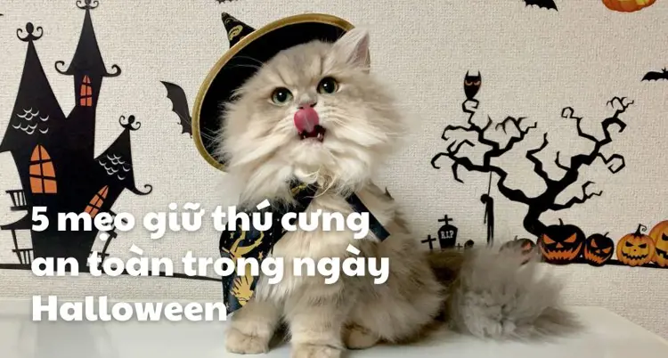 5 mẹo giữ thú cưng an toàn trong ngày Halloween