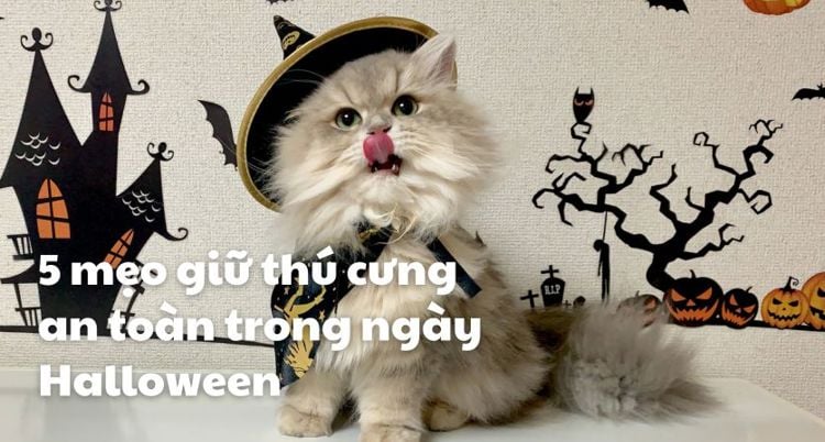 5 mẹo giữ thú cưng an toàn trong ngày Halloween
