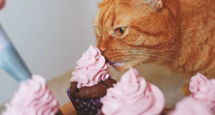 Mèo không nên ăn gì? Danh sách thức ăn gây hại cho mèo