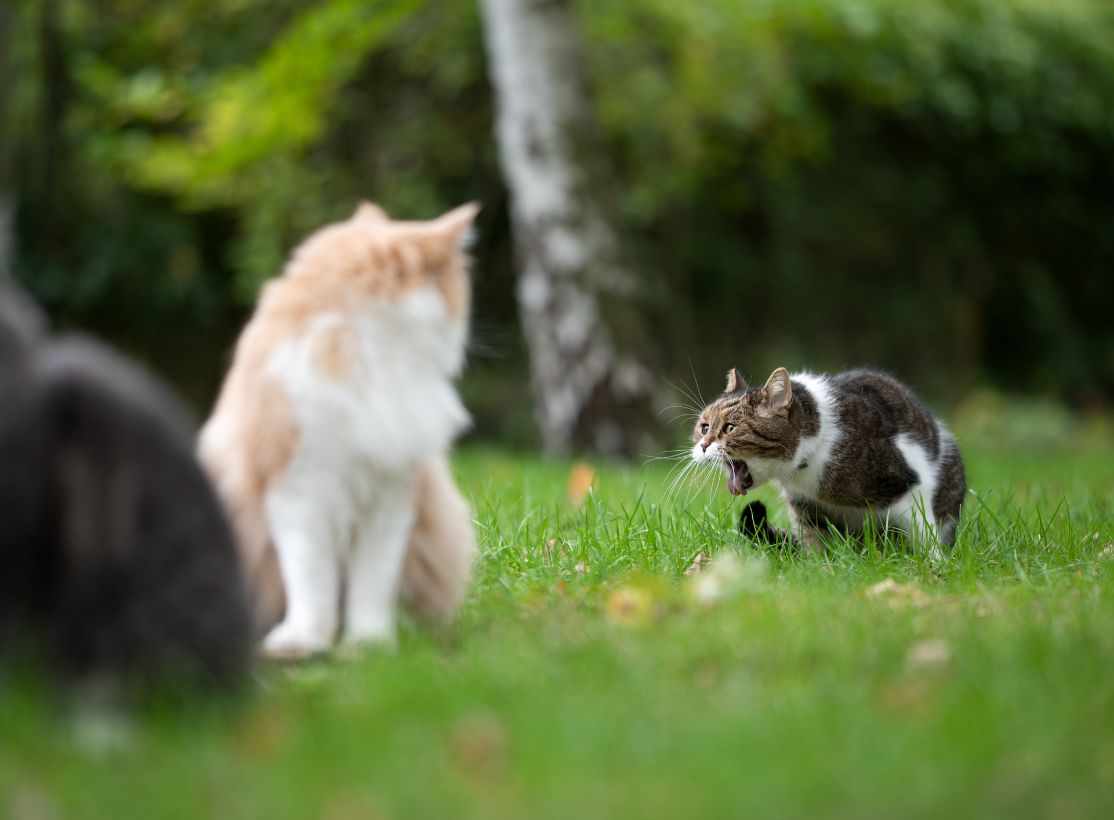 Mèo nôn ra bọt trắng có nguy hiểm không? Nguyên nhân và cách phòng tránh