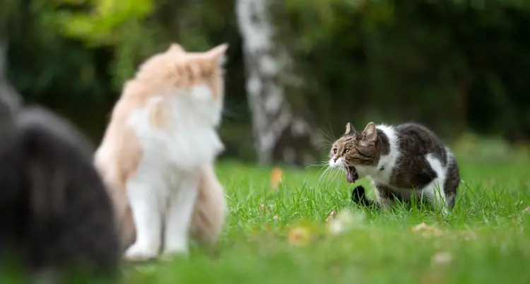 Mèo nôn ra bọt trắng có nguy hiểm không? Nguyên nhân và cách phòng tránh