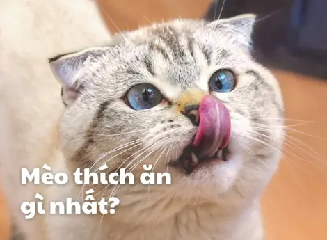 Mèo thích ăn gì nhất? 8 loaị thức ăn ưa thích của mèo