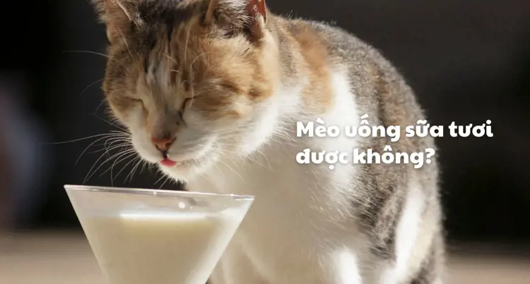 Mèo uống sữa tươi được không? 4 loại sữa không nên cho mèo uống
