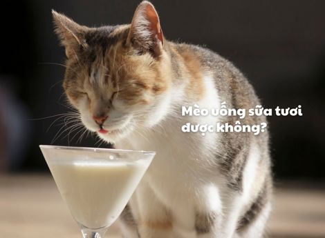 Mèo uống sữa tươi được không? 4 loại sữa không nên cho mèo uống 