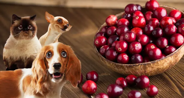 Chiết xuất nam việt quất: Hỗ trợ hệ tiết niệu khỏe mạnh cho mèo