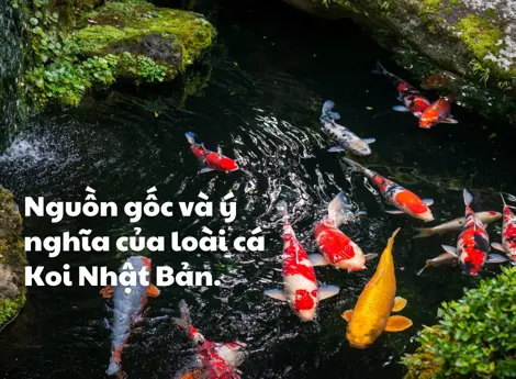 Nishiki Goi là gì? Nguồn gốc và ý nghĩa của loài cá Koi Nhật Bản.
