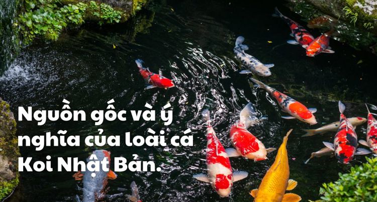 Nishiki Goi là gì? Nguồn gốc và ý nghĩa của loài cá Koi Nhật Bản.