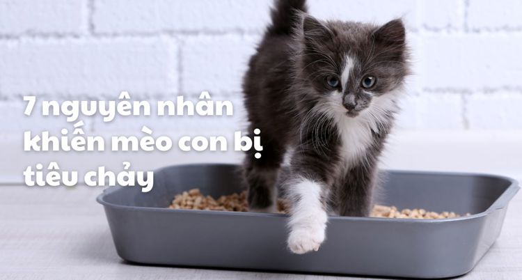 7 nguyên nhân khiến mèo con bị tiêu chảy: hướng dẫn cho người mới nuôi mèo 