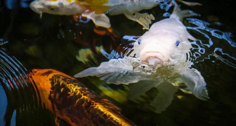 Phân biệt cá chép Phụng và Koi Bướm (dành cho người mới)