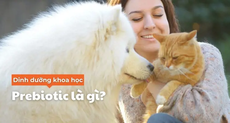 Prebiotic cho thú cưng là gì?