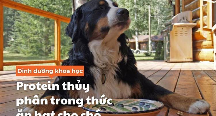 Tất tần tật về protein thuỷ phân trong thức ăn hạt cho chó