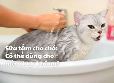 Sữa tắm cho chó: Có thể dùng cho mèo được không?