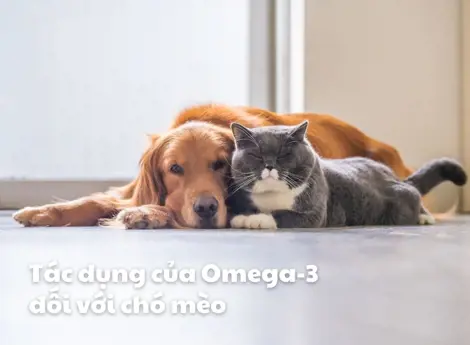 Omega-3: Bí quyết chăm sóc da lông và sức khoẻ toàn diện