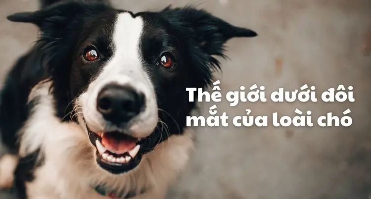 Chó nhìn thấy màu gì? Thế giới dưới đôi mắt của loài chó