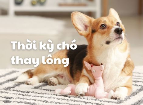 Điều bạn cần biết về thời kỳ chó thay lông