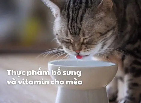Thực phẩm bổ sung và vitamin cho mèo: mèo cần gì?