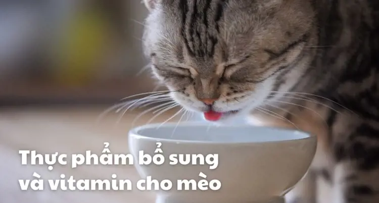 Thực phẩm bổ sung và vitamin cho mèo: mèo cần gì?