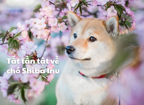 Chó Shiba Inu: Tất tần tật về nguồn gốc, tính cách và chế độ dinh dưỡng 