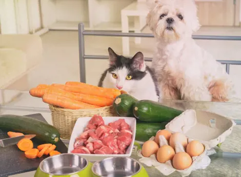 Tự làm thức ăn cho mèo có tốt không? So sánh với thức ăn hạt cho mèo