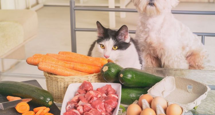 Tự làm thức ăn cho mèo có tốt không? So sánh với thức ăn hạt cho mèo