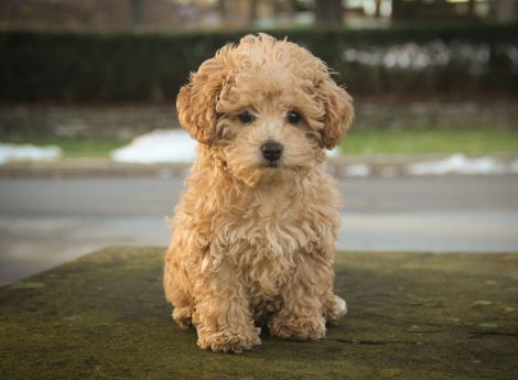 Vì sao chó Poodle chảu nước mắt?