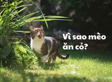 Vì sao mèo ăn cỏ?