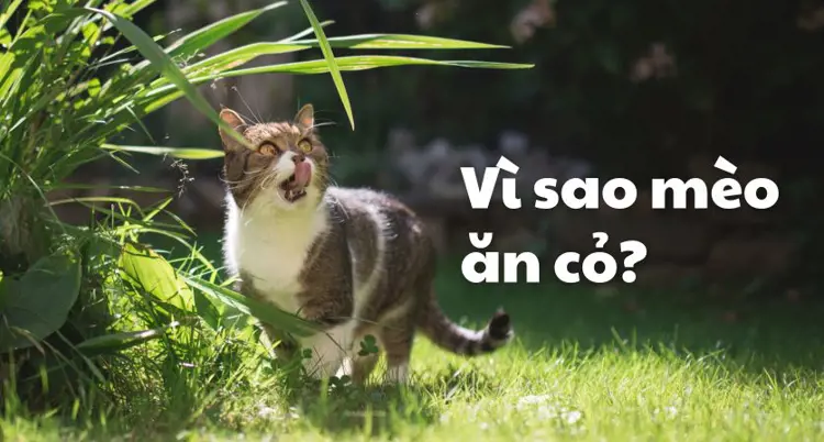 Vì sao mèo ăn cỏ?