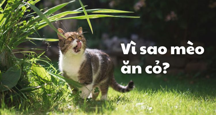 Vì sao mèo ăn cỏ?