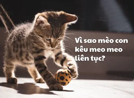 Vì sao mèo con kêu meo meo liên tục?