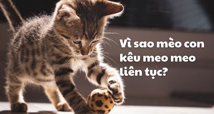 Vì sao mèo con kêu meo meo liên tục?