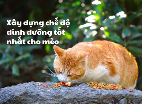 Mèo ăn gì? Xây dựng chế độ dinh dưỡng tốt nhất cho mèo