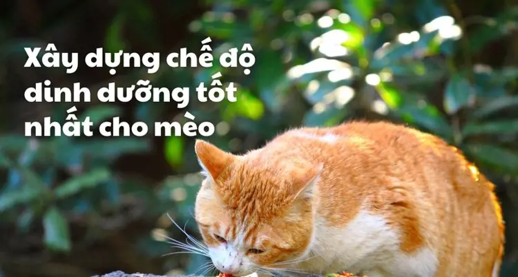 Mèo ăn gì? Xây dựng chế độ dinh dưỡng tốt nhất cho mèo